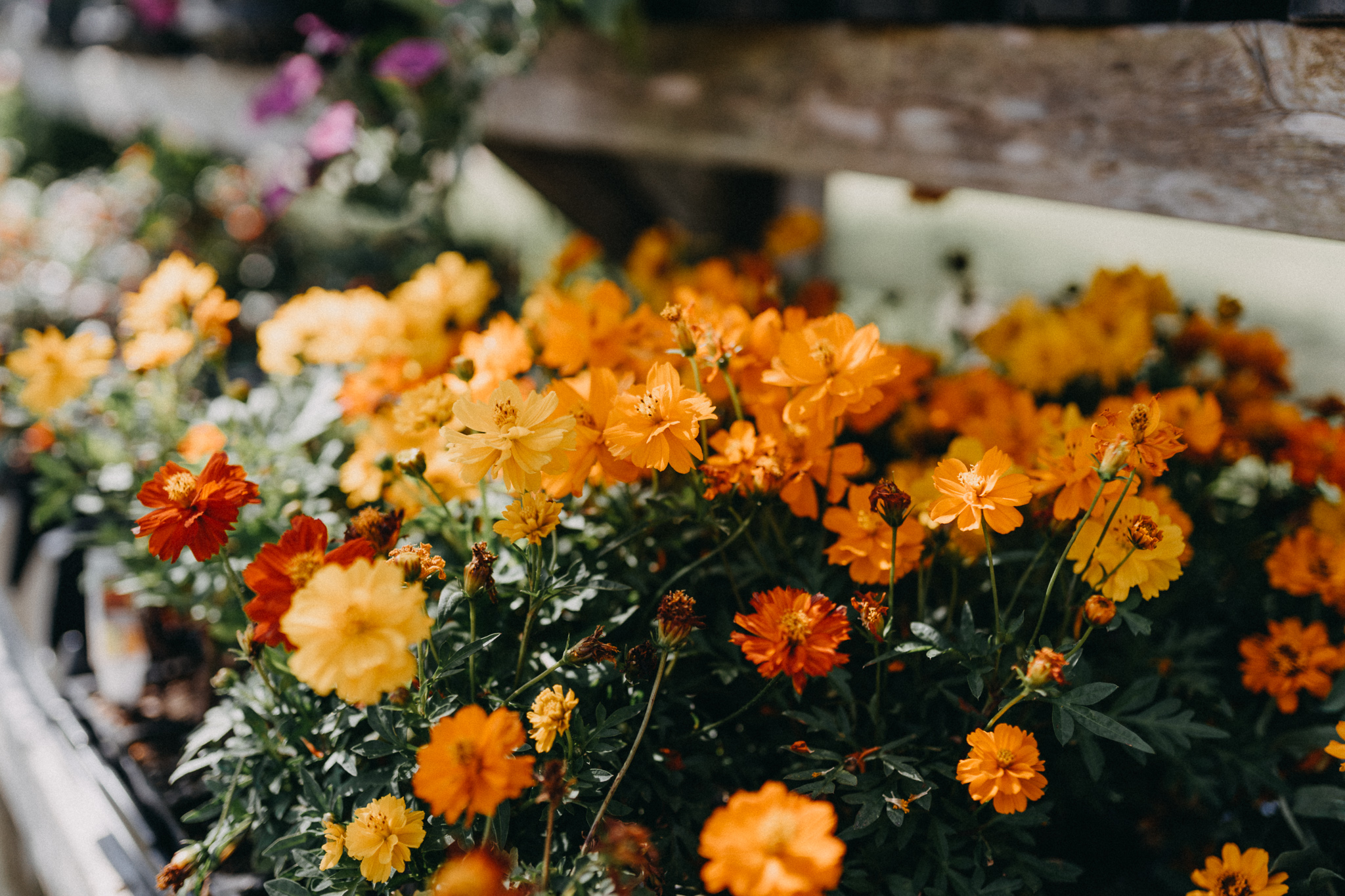 Leslie Albert S South Texas Botanical Gardens Wedding Lone Oak